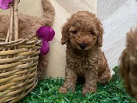 Toy poodle yavru köpekler
