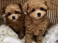 Sevgi Dolu Toy Poodle Yavrularımız