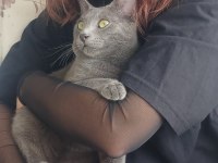 1 YAŞINDA ERKEK KEDİMİZE EŞ ARIYORUZ