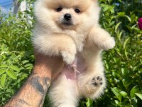 Pomeranian boo