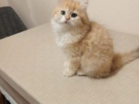 British Longhair erkek