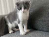 Scottish fold iki aylık erkek