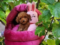 Toypoodle Yavrularımız