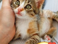 SOKAKTAN KURTULAN 2 KARDEŞ KEDİYE ACİL YUVA