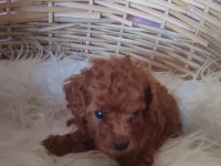 Kore Toy Poodle