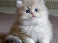 Dünya Güzeli AY Golden British Longhair