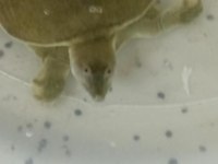 Softshell (Yumuşak kabuk) Su Kaplumbağası