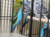 Show jumbo muhabbet kuşu