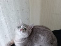 6 aylık kedimi sahiplendiriyorum british shorthair