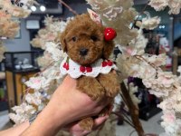 Toy garantili poodle bebekler