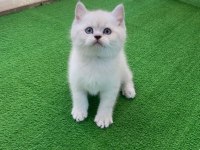 1.5 aylık iri cüsseli erkek british shorthair kedimiz