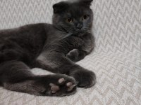 2 Yaşında erkek scottish fold ücretsiz sahiplendirme