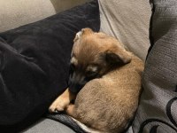 Küçük Irk fino yavru ev köpeği