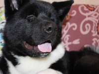 Sevimli Akita Yavrular