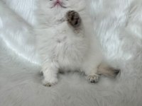 ŞAMPİYON KAN HATTINDAN BRITISH LONGHAIR BY1133 KEDİMİZ