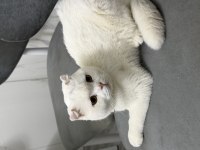 Scottish fold oğlumuz çakiye sıcak yuva arıyoruz