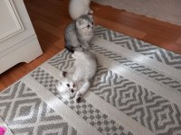 Scottish fold ( kırık kulak ) british ( dik kulak )