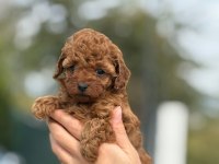 Küçük poodle prensler ve prensesler
