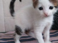 Yavru Kediler Acil