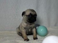 PUG MOPS BEBEKLER