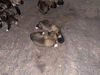 1 Haftalık Aksaray Malaklı Yavruları