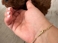 Kore Toy Poodle Yavrusu