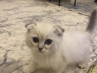 Show Kalite Scottish Fold Yavru