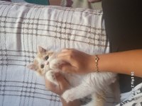 British longhair balımıza sıcak bir yuva arıyoruz