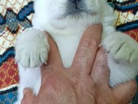 Kar Topu Samoyed Bebekler