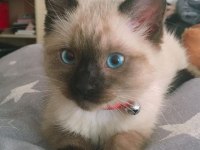 ORİJİNAL SİYAM KEDİSİ YAVRULARIMIZ