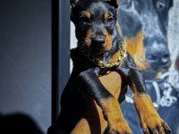 Estetikli ve estetiksiz doberman bebekler