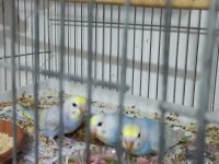 Ele alıştırmalık konuşturmalık yavru kuşlar mevcuttur