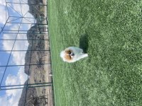 TEDDY FACE POMERANİAN IRKIN EN İYİ VE EN NADİR RENKLERİNDEN