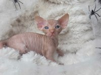 Özenle yetiştirilen sphynx yavrular