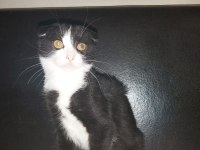 Bicolor Scottish Fold Shorthair iki kardeş