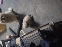 Irkına has pekinez köpekler
