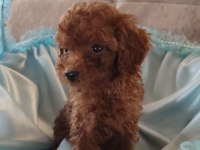 Toy poodle yavrular kaçırma