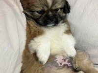 Nadir karamel renk shih tzu kızımız