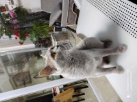 British shorthair kedimiz yeni yuva arıyor
