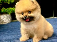 POMERANİAN BOO BEBEKLER