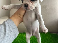 Fransız Bulldog Yavrularım