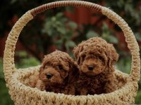Minnoş poodle yavrular