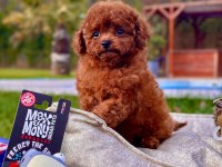 Eğitilebilir Toy Poodle Yavruları ile Evinize Neşe Katın