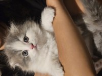 British longhair dişi yavru