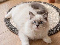 SECERELİ RAGDOLL YAVRULAR
