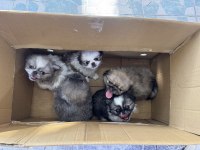 A kalite shih tzu bebekler