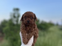 Renk Renk Çeşit Çeşit Toy Poodle Yavrularımız
