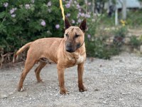 Damızlık Bull Terrier Köpekler