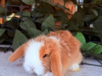 SAFKAN HOLLANDA TEDDY LOP TAVŞANLARI