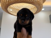 Rottweiler Yavrularımız